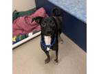 Adopt Curly a Black Labrador Retriever