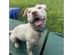 Adopt Keena a American Staffordshire Terrier