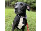 Adopt Luna Tuna a Labrador Retriever