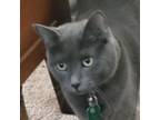Adopt Greta Rockbridge a Russian Blue