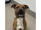 Adopt Cookie a Boxer