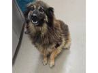 Adopt Ruby a Chow Chow