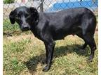 Adopt Anna (was Runtley) a Feist
