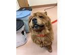 Adopt Zoey a Chow Chow