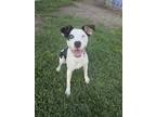 Adopt Chleo a Pit Bull Terrier, Border Collie