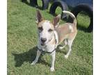 Adopt Audrey a Bull Terrier