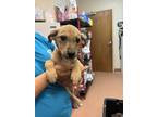 Adopt Chili a Catahoula Leopard Dog