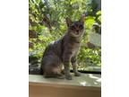 Adopt Waffles a Domestic Short Hair