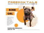 Adopt Bobbi a Pit Bull Terrier