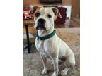 Adopt Dori (2yo, 35lbs) a Boxer