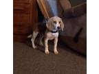 Adopt Francis a Beagle