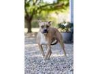 Adopt Darling a Whippet, Black Mouth Cur