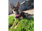 Adopt Amor a German Shepherd Dog