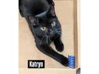 Adopt Katryn a Domestic Short Hair