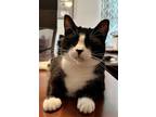 Adopt Gracie a Domestic Short Hair