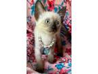 Adopt Pippi a Siamese, Domestic Short Hair
