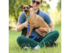 Adopt Josie a Parson Russell Terrier
