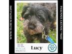 Adopt Lucy 072024 a Schnauzer