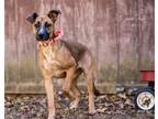 Adopt Daisy a Boxer, Shepherd