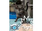 Adopt Nikon - $30 or TWO for $50 and FREE Gift Bag a Domestic Short Hair
