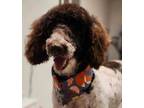 Adopt Jersey a Standard Poodle