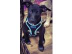 Adopt Ebony a Labrador Retriever, Cattle Dog
