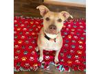 Adopt Malibu a Labrador Retriever, Terrier