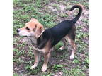 Adopt Sparrow a Labrador Retriever, Beagle