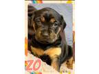 Adopt Zo a Spaniel, Labrador Retriever