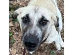 Adopt Riley a Black Mouth Cur, Labrador Retriever