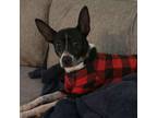Adopt Shelby a Rat Terrier