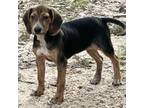 Adopt Sylvie a Plott Hound, Labrador Retriever