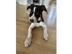 Adopt Piper a Pointer, Mixed Breed