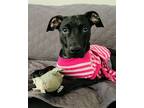 Adopt Tina a Whippet, Mountain Cur
