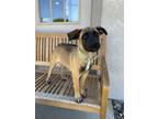 Adopt Iris a Cane Corso, Shepherd