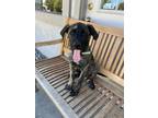 Adopt Charlotte a Cane Corso, Shepherd