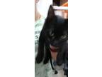 Adopt Spacious a Domestic Short Hair