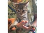 Adopt Dolores a Domestic Short Hair