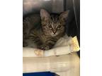 Adopt Paris a Domestic Short Hair