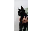 Adopt Gracious a Domestic Short Hair