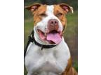 Adopt Sheba a Pit Bull Terrier, Mixed Breed