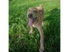 Adopt Nilla a Pointer