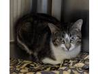 Adopt Daphne a Domestic Short Hair