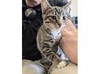 Adopt Daphne 2 a Domestic Short Hair