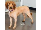 Adopt Nilla a Golden Retriever, Poodle