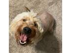 Adopt Cherry a Golden Retriever, Poodle