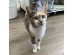 Adopt Eliza a Domestic Short Hair