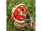 Adopt Violet *kitten* a Domestic Short Hair