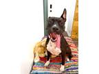 Adopt Taylor Snift the Silly and Smart Lover Girl a Pit Bull Terrier