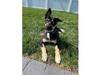 Adopt Lara a Husky